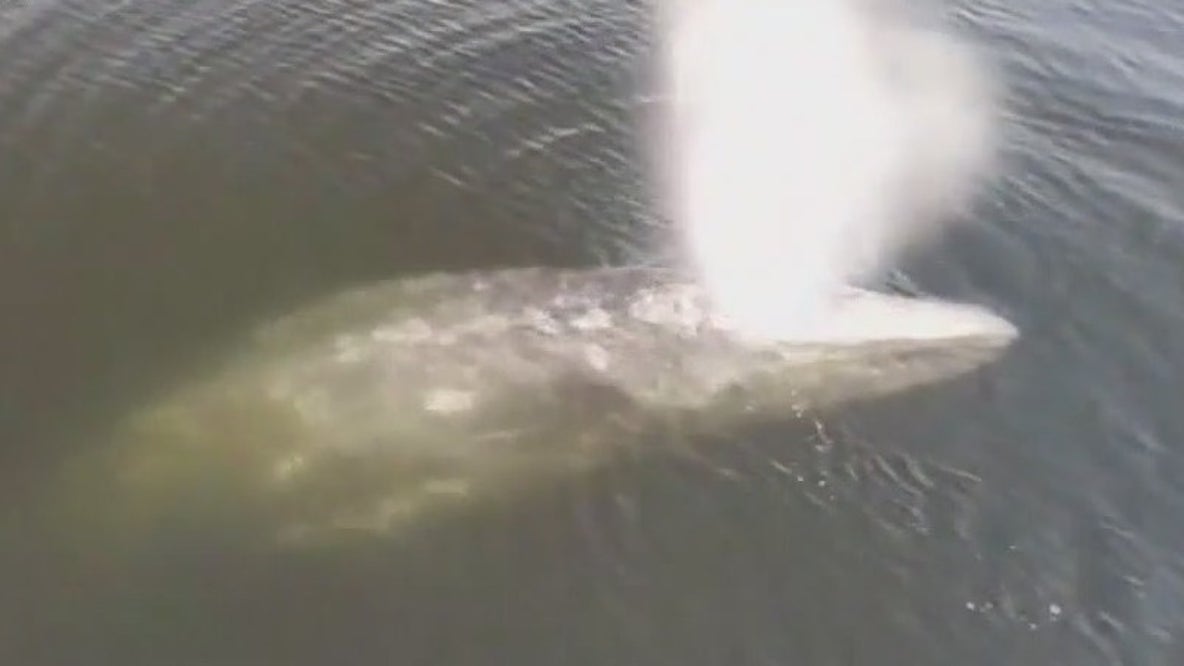 Whale trapped in net off California coast rescued